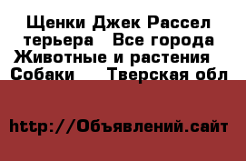 Щенки Джек Рассел терьера - Все города Животные и растения » Собаки   . Тверская обл.